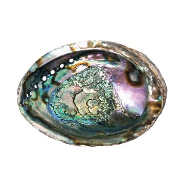 Large Abalone Shell Natural Ashtray