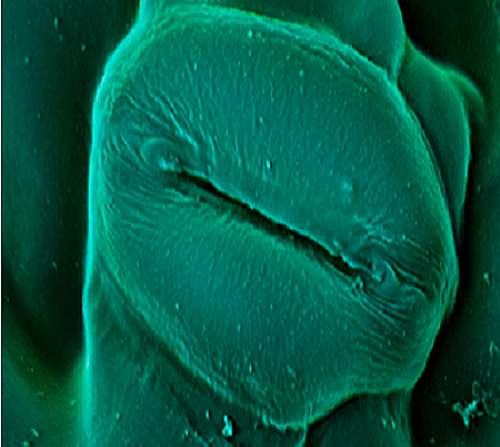 what are stomata cannabis