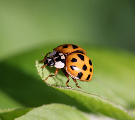 How to solve an aphids problem