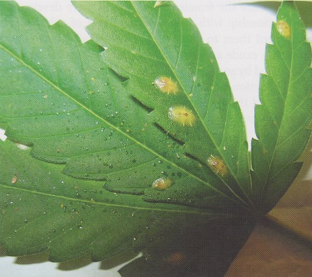 Signs of a mealybug problem