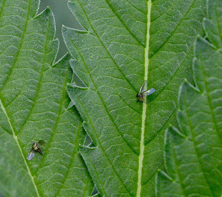 How do you keep fungus gnats away