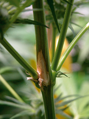 How to fix verticillium wilt