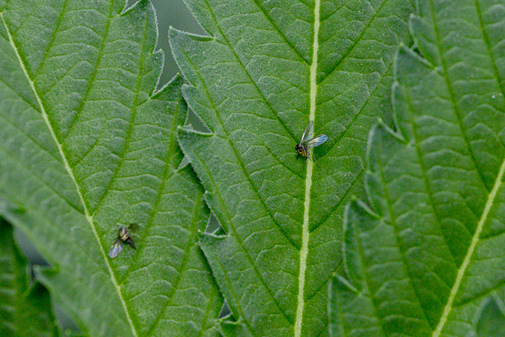 Protect Your Marijuana From Fungus Gnats