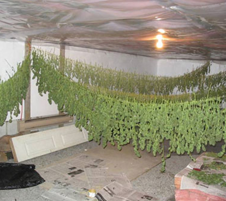 Why drying marijuana is important