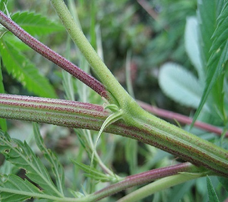 Why purple stems