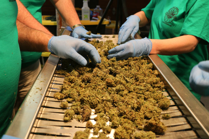 10 Dank Jobs For Cannabis Lovers